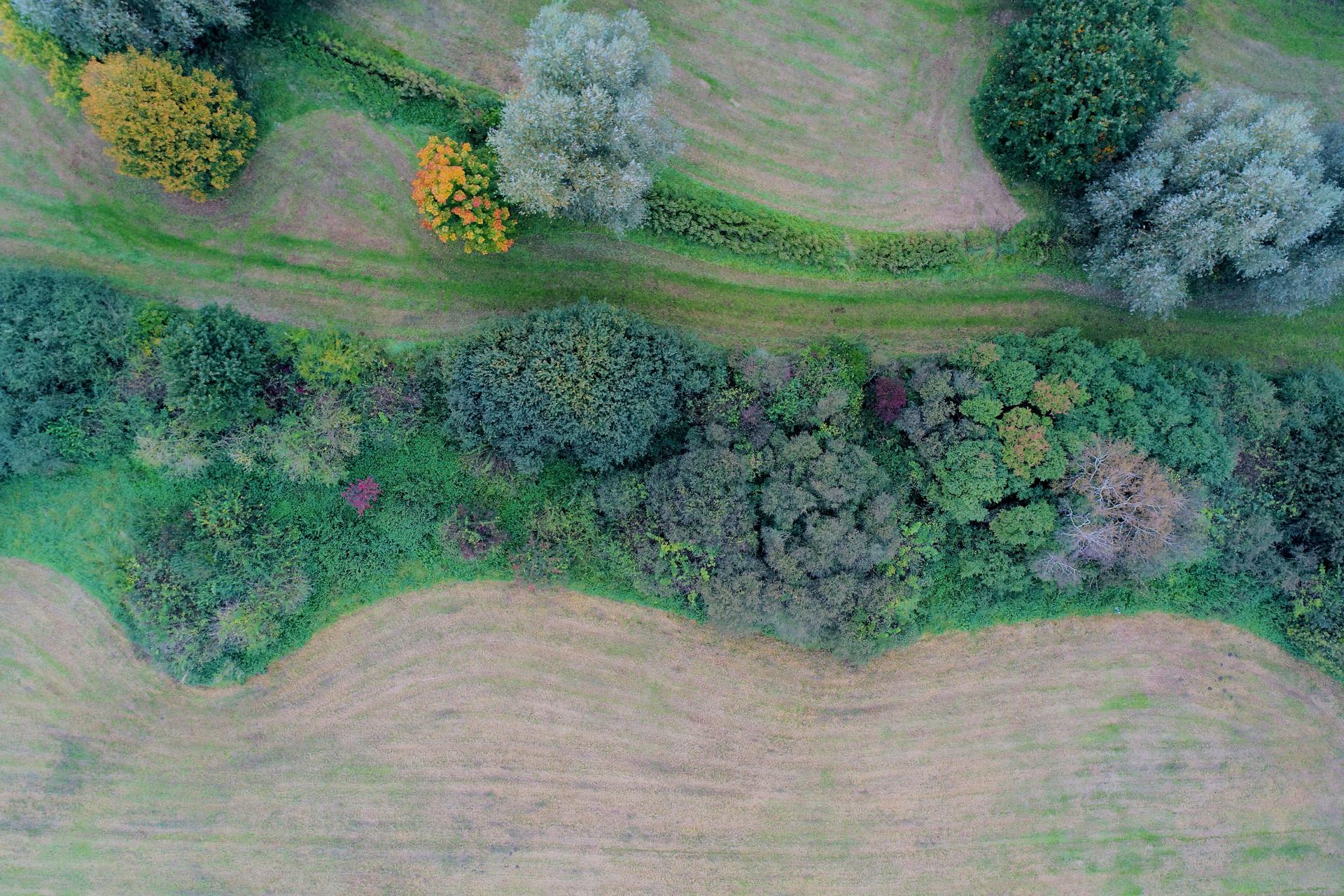 Mowed meadow with row of bushes and trees from the air